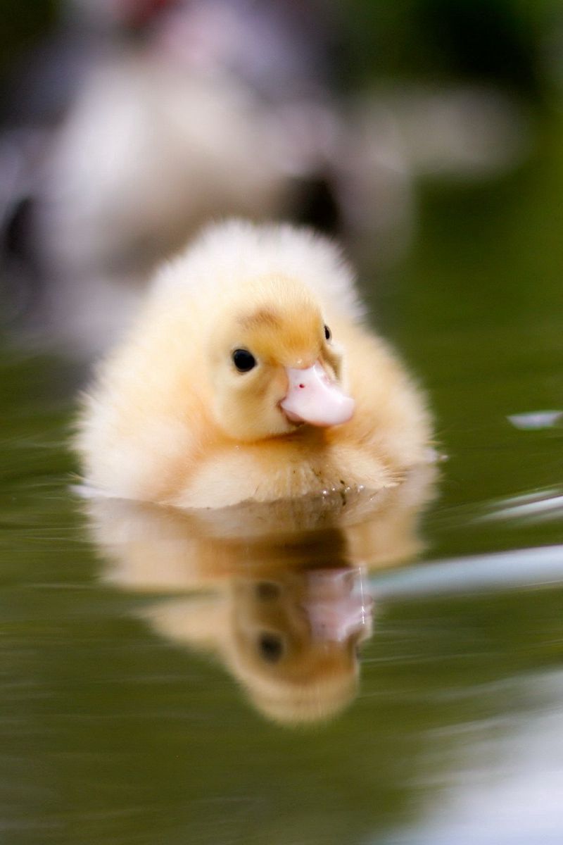 Baby Duck Wallpapers