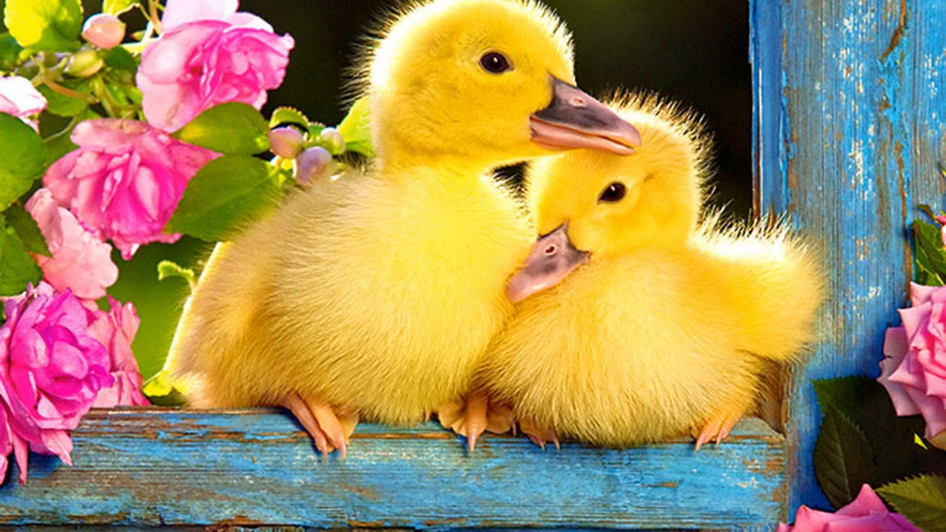 Baby Duck Wallpapers