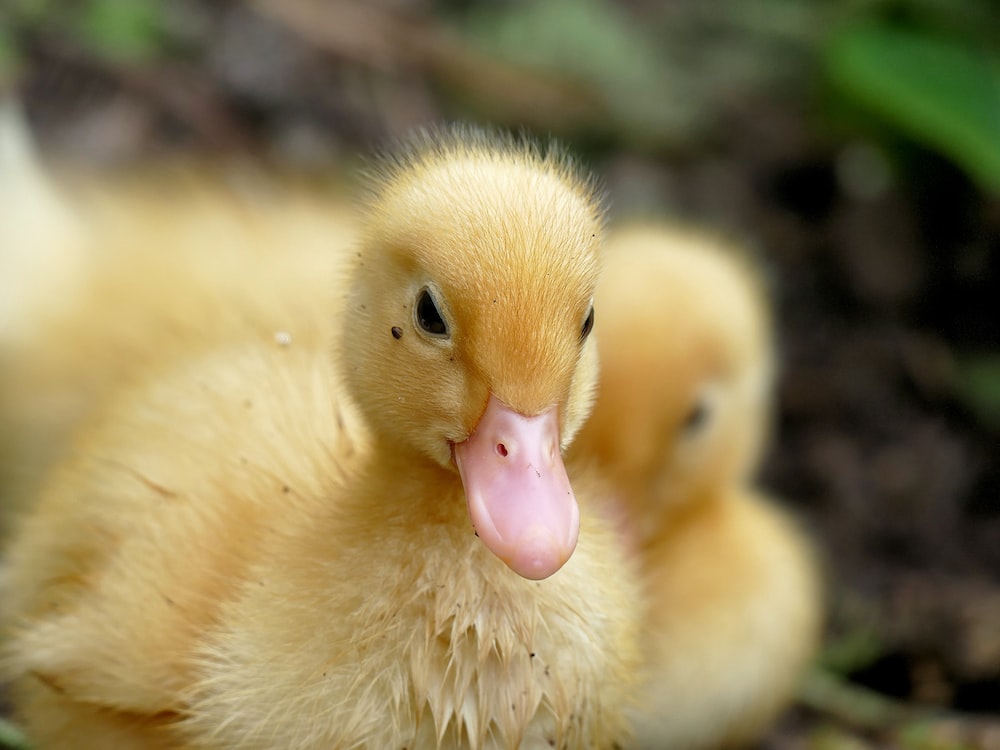 Baby Duck Wallpapers