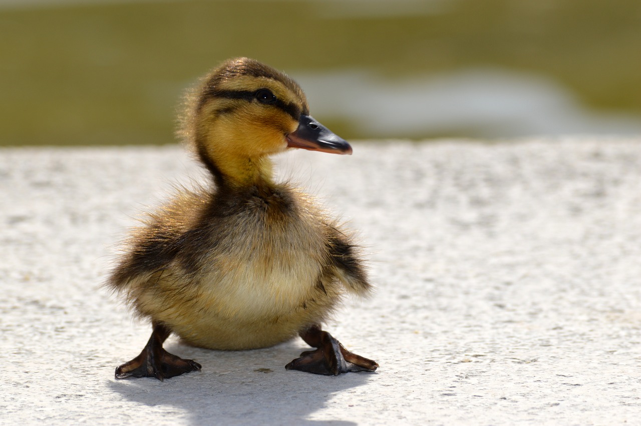 Baby Duck Wallpapers