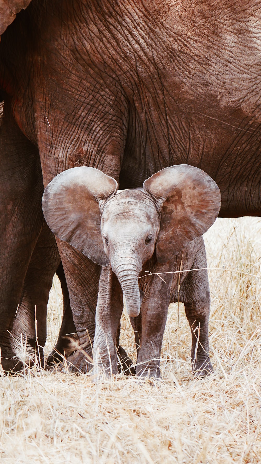 Baby Elephant Wallpapers