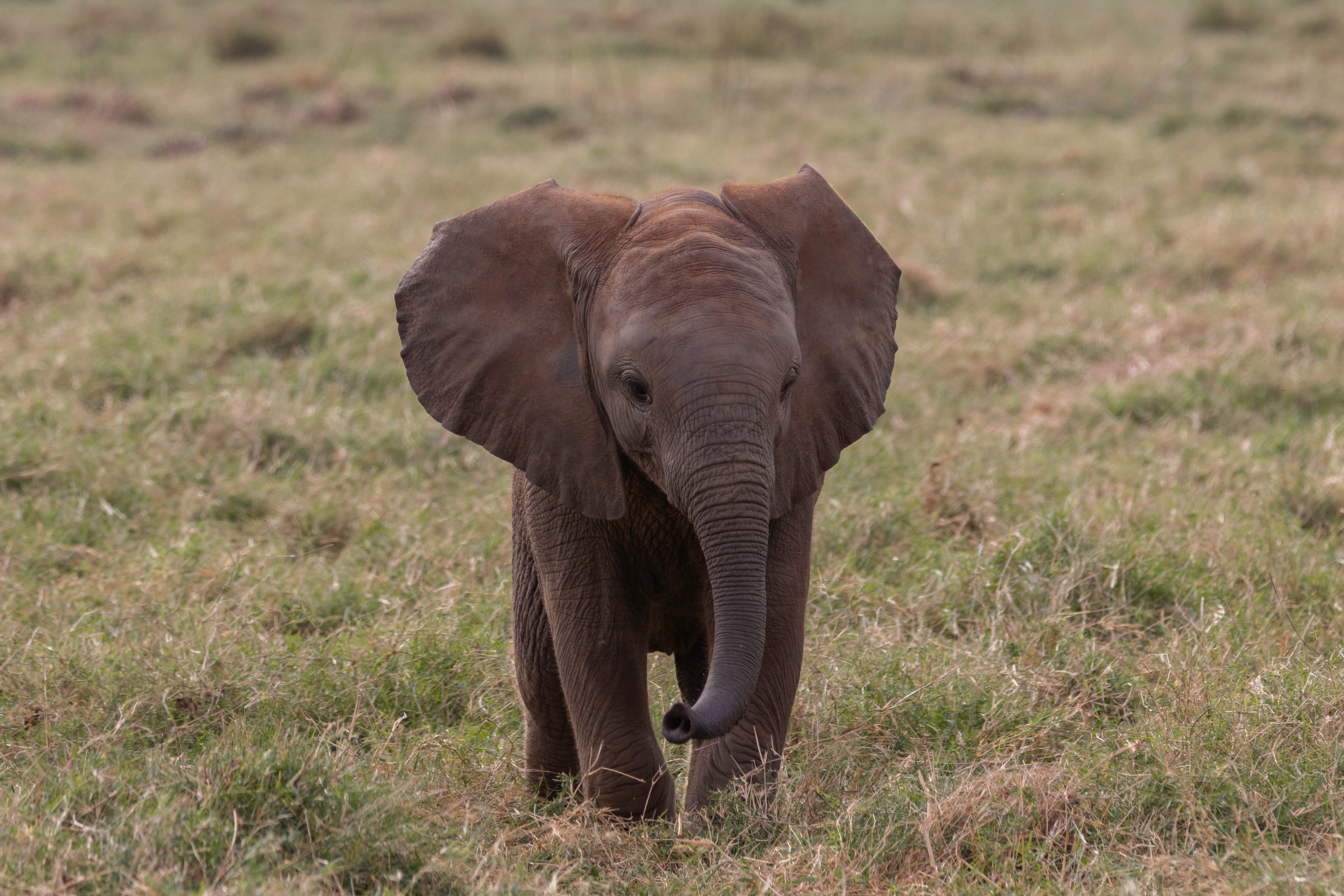 Baby Elephant Wallpapers