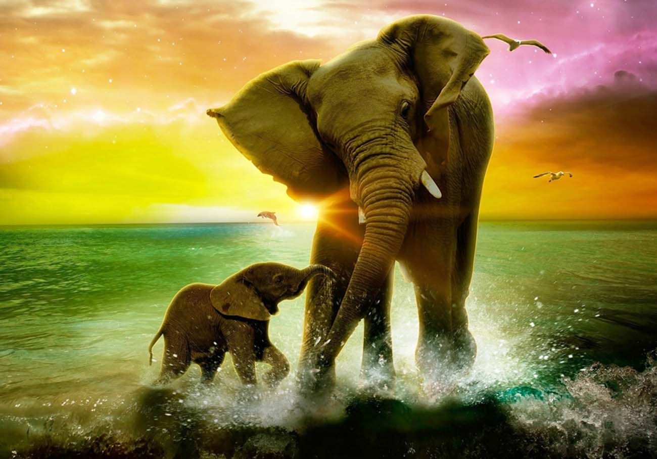 Baby Elephant Wallpapers