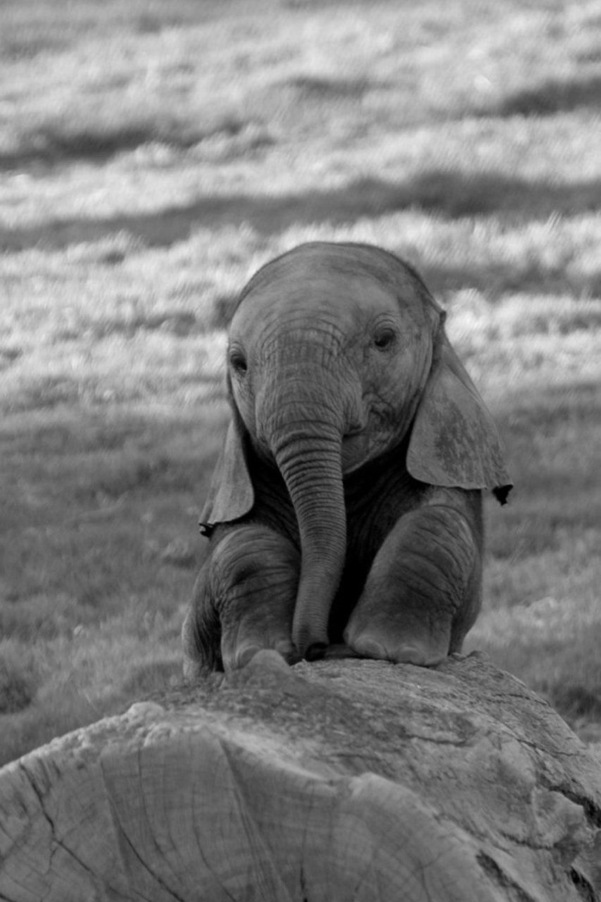 Baby Elephant Wallpapers