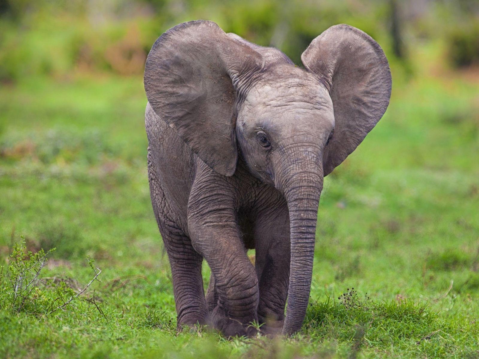 Baby Elephant Wallpapers