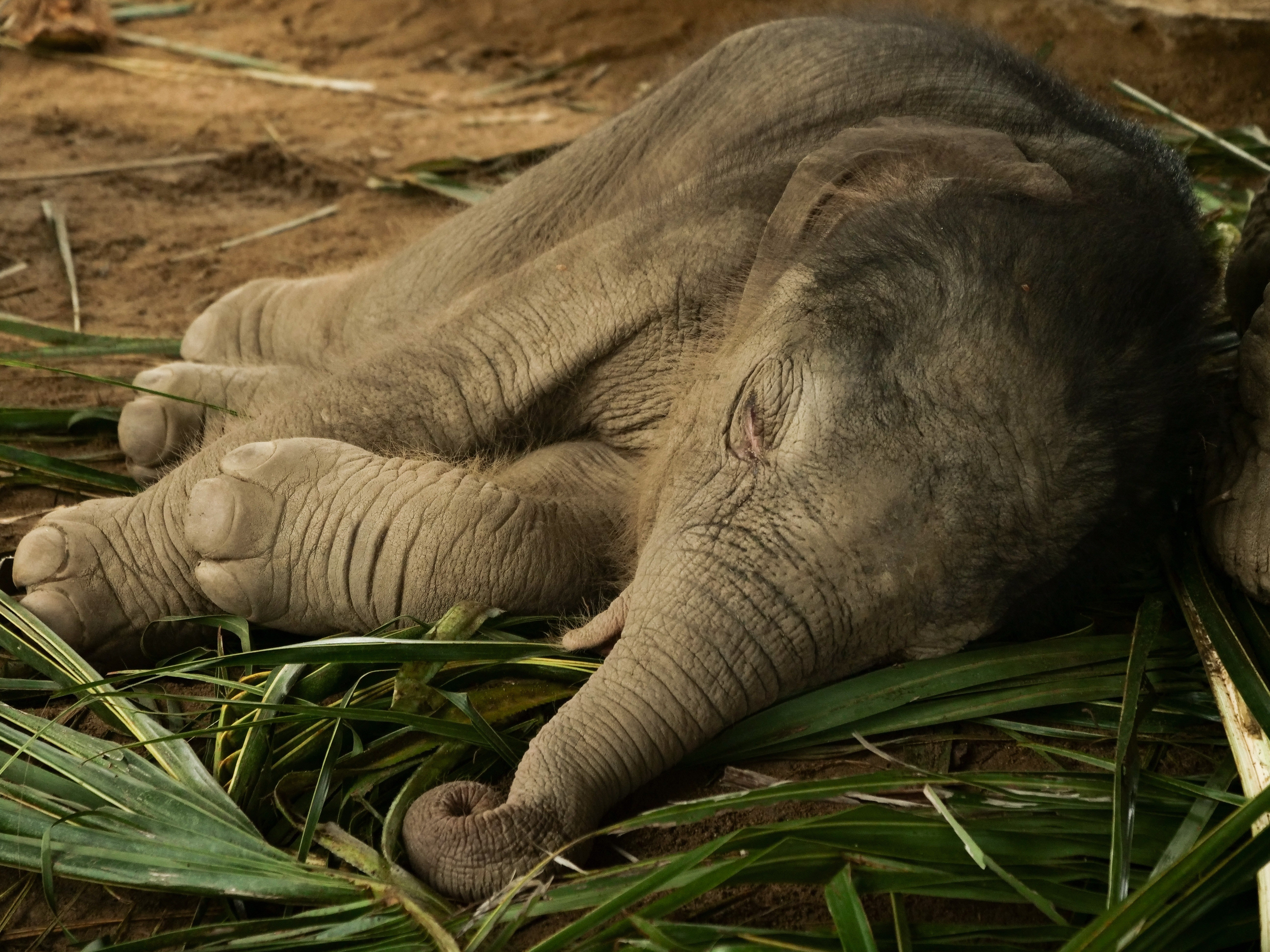 Baby Elephant Wallpapers