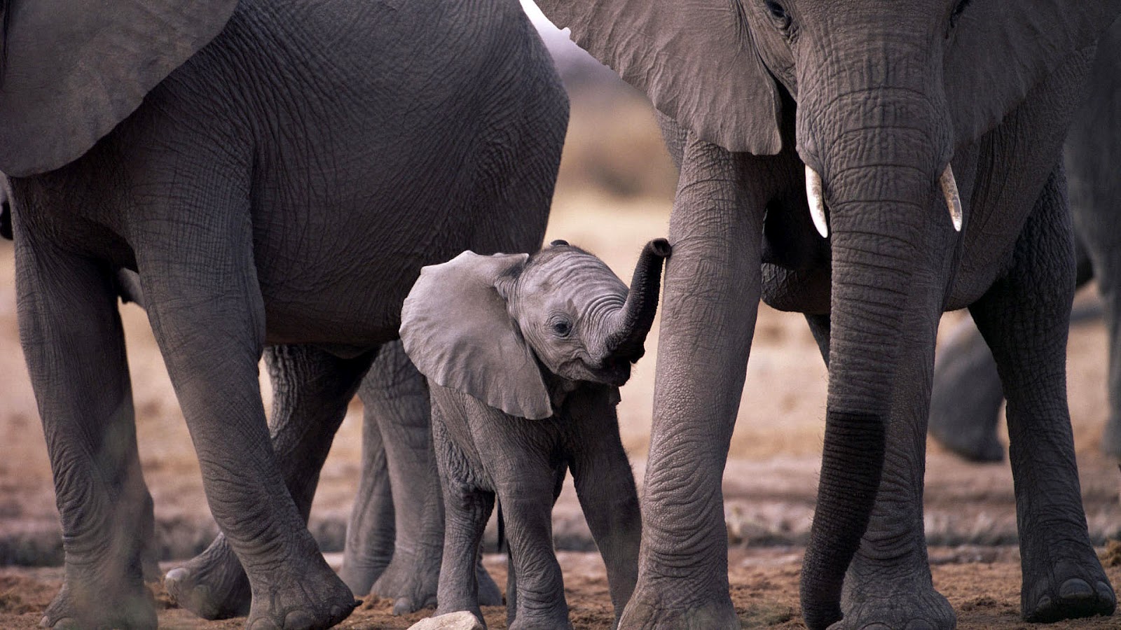 Baby Elephant Wallpapers