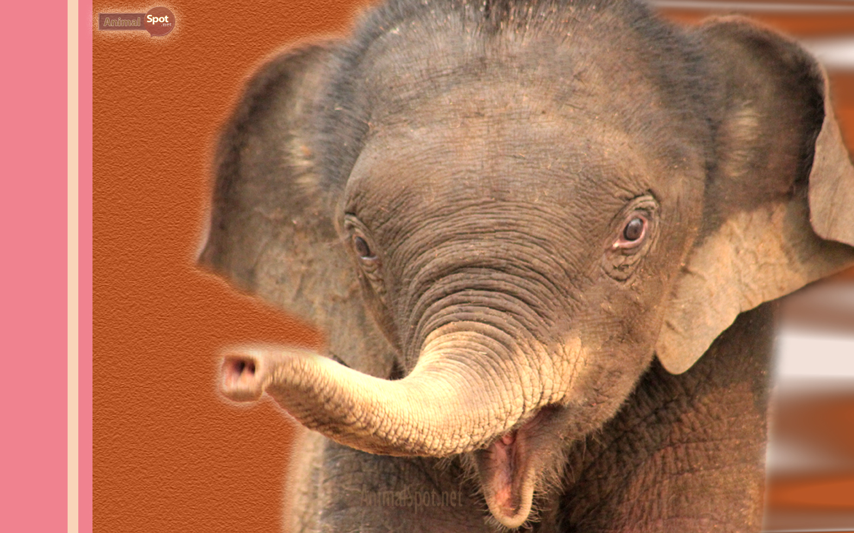 Baby Elephant Wallpapers