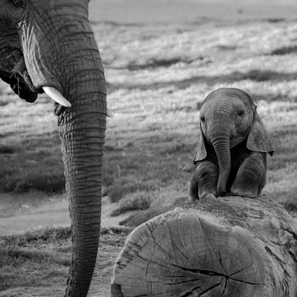 Baby Elephant Wallpapers