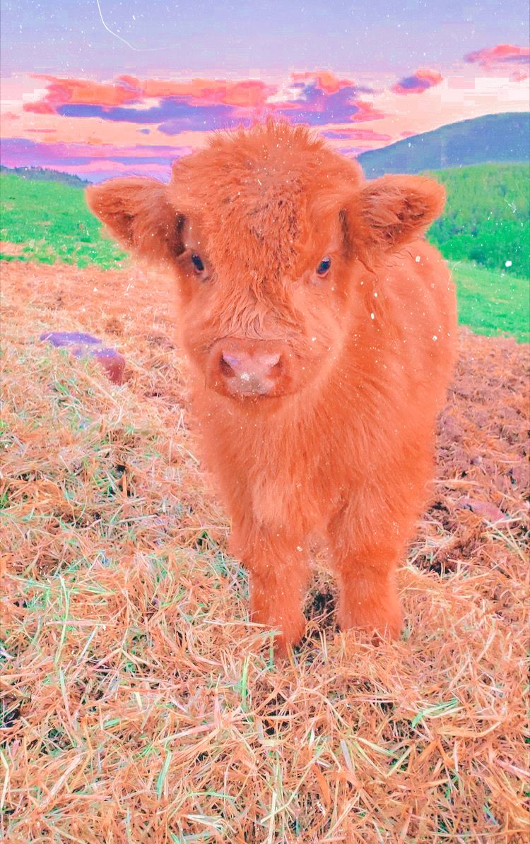 Baby Fluffy Cow Wallpapers