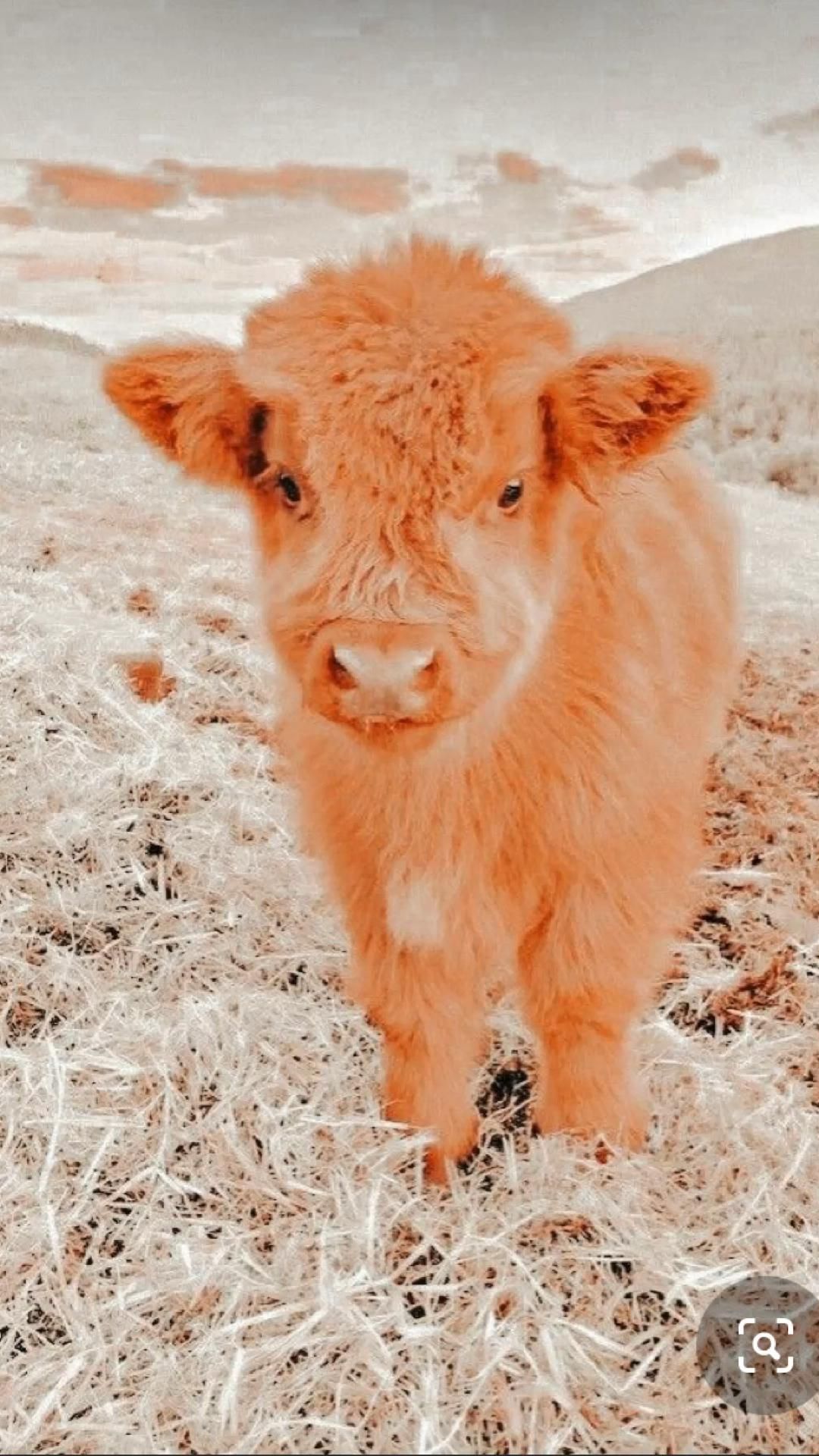 Baby Fluffy Cow Wallpapers