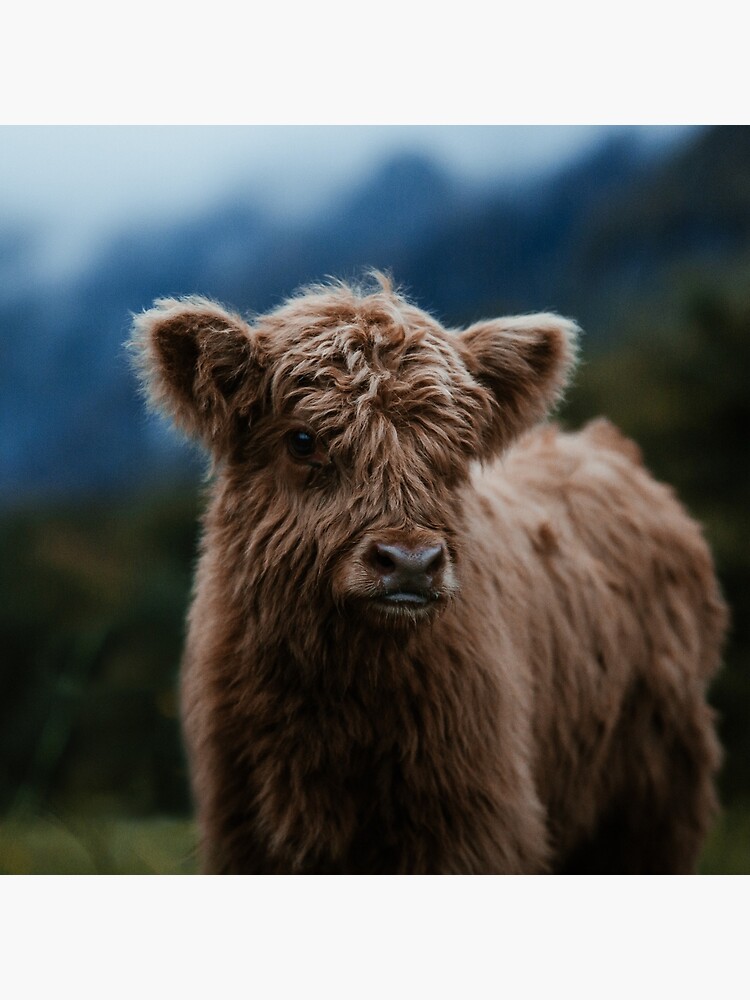 Baby Fluffy Cow Wallpapers