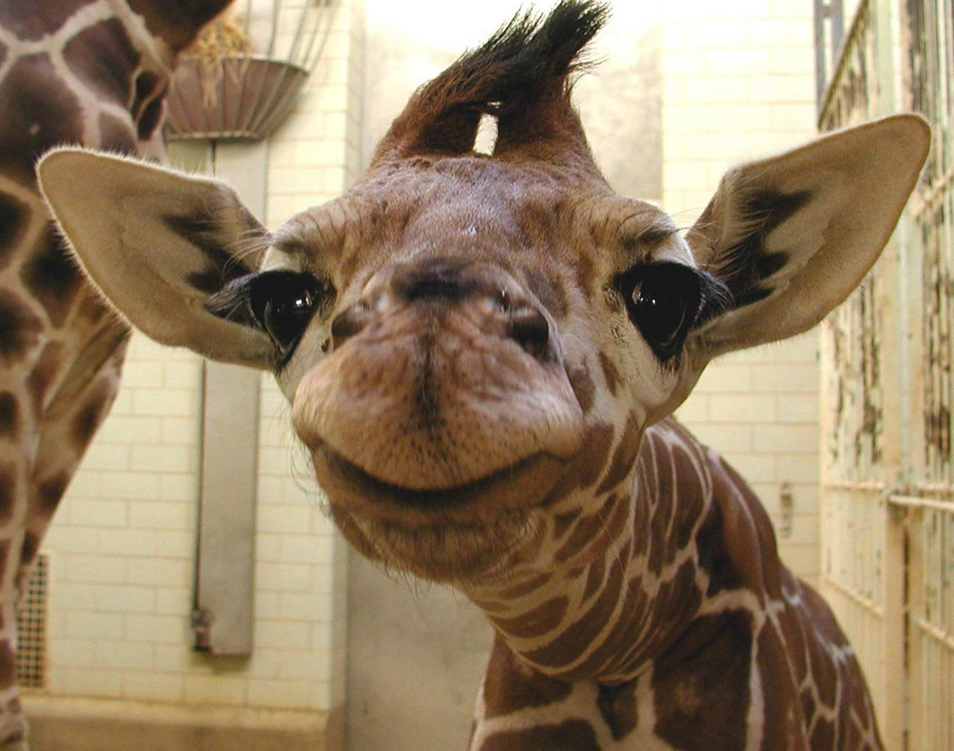 Baby Giraffe Wallpapers