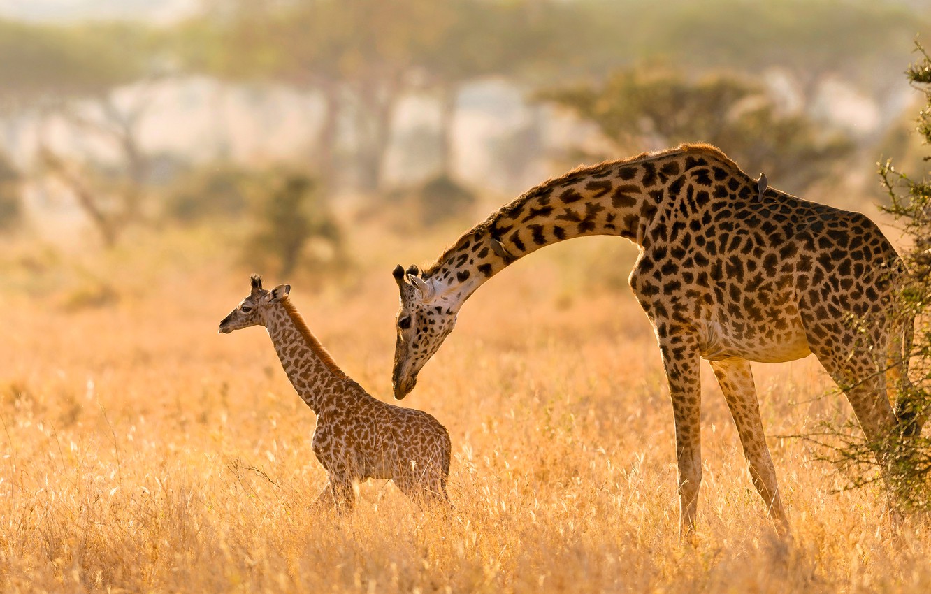 Baby Giraffe Wallpapers