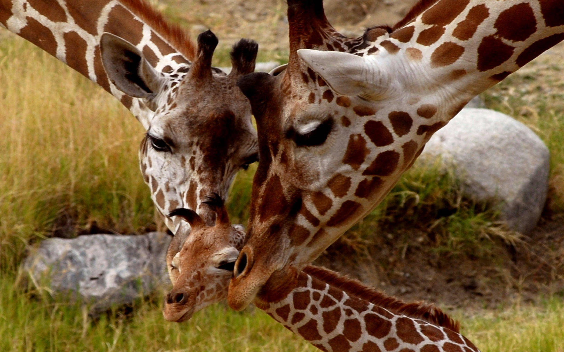 Baby Giraffe Wallpapers