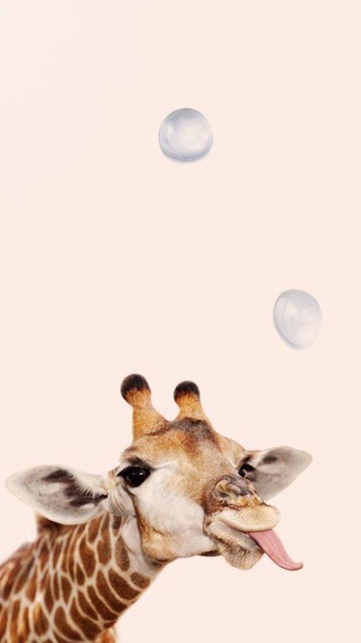 Baby Giraffe Wallpapers