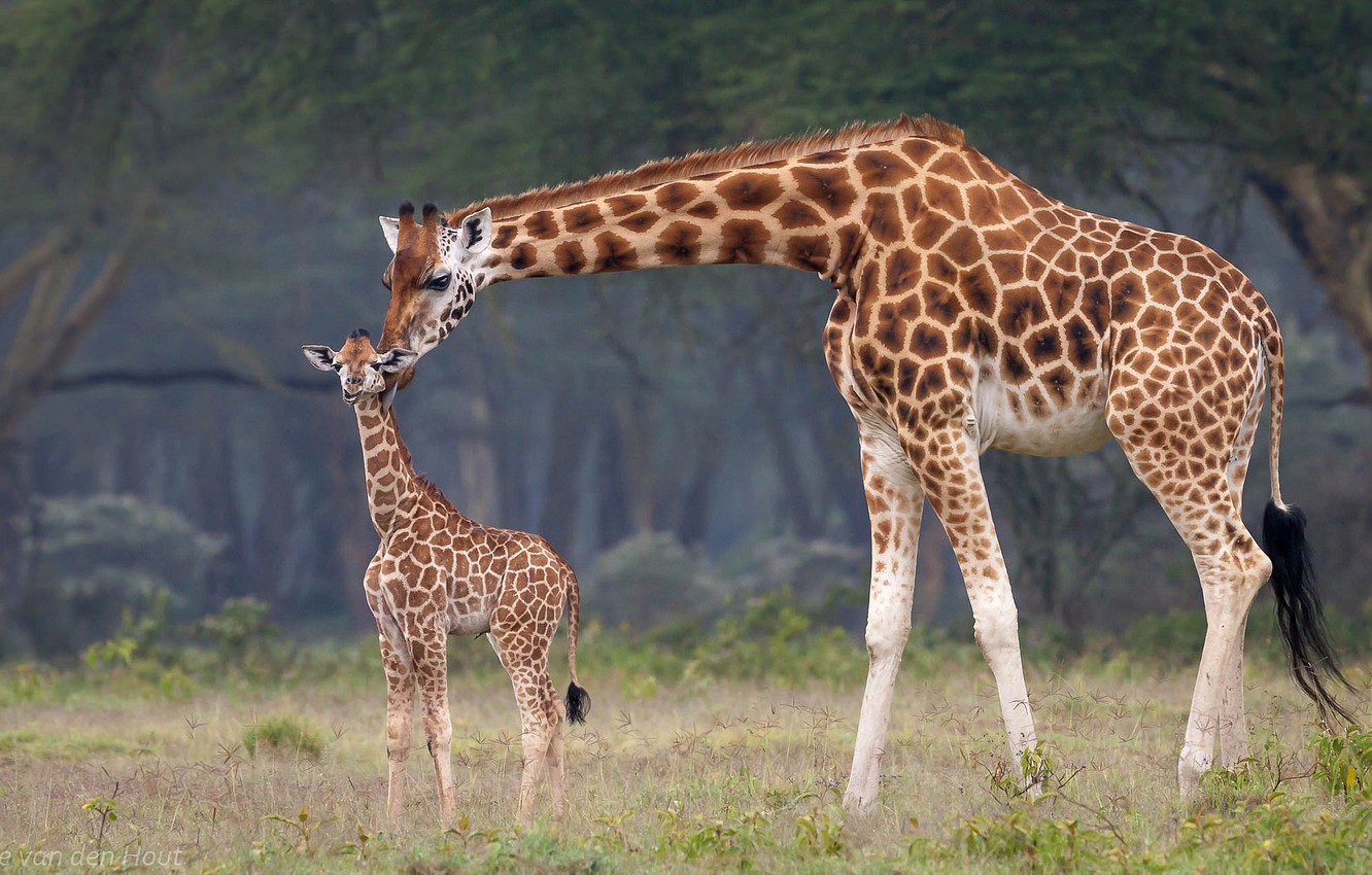 Baby Giraffe Wallpapers