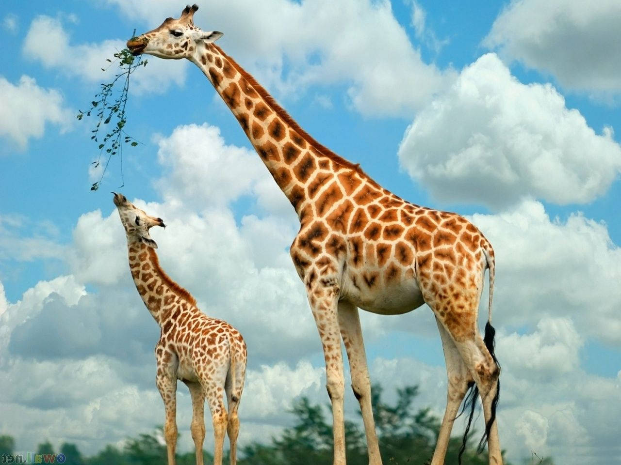 Baby Giraffe Wallpapers