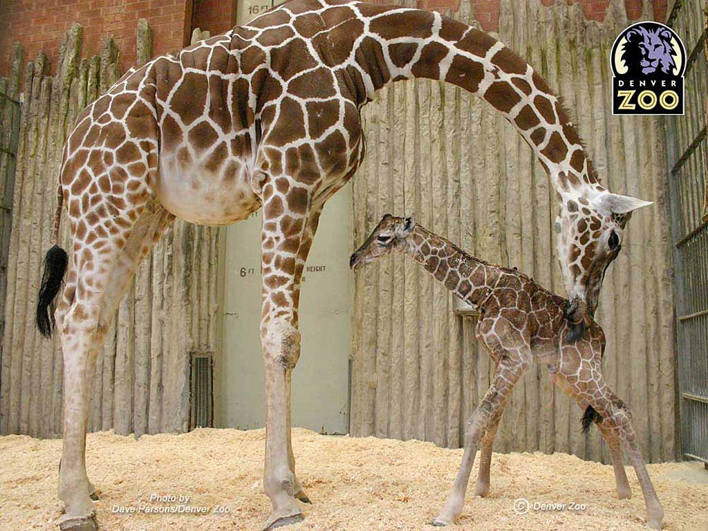 Baby Giraffe Wallpapers