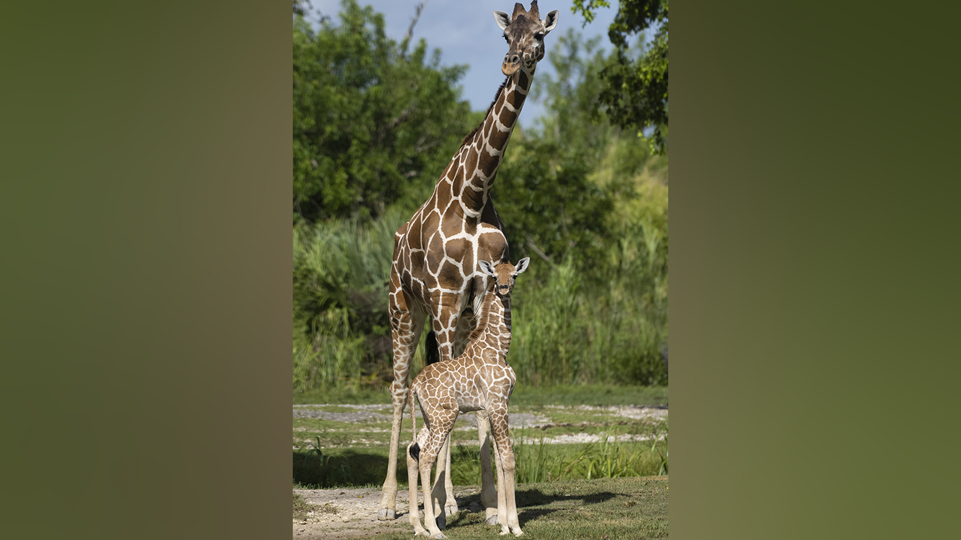 Baby Giraffe Wallpapers