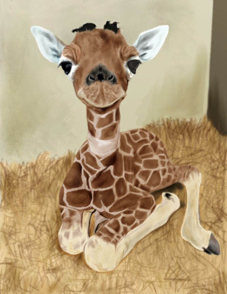 Baby Giraffe Wallpapers