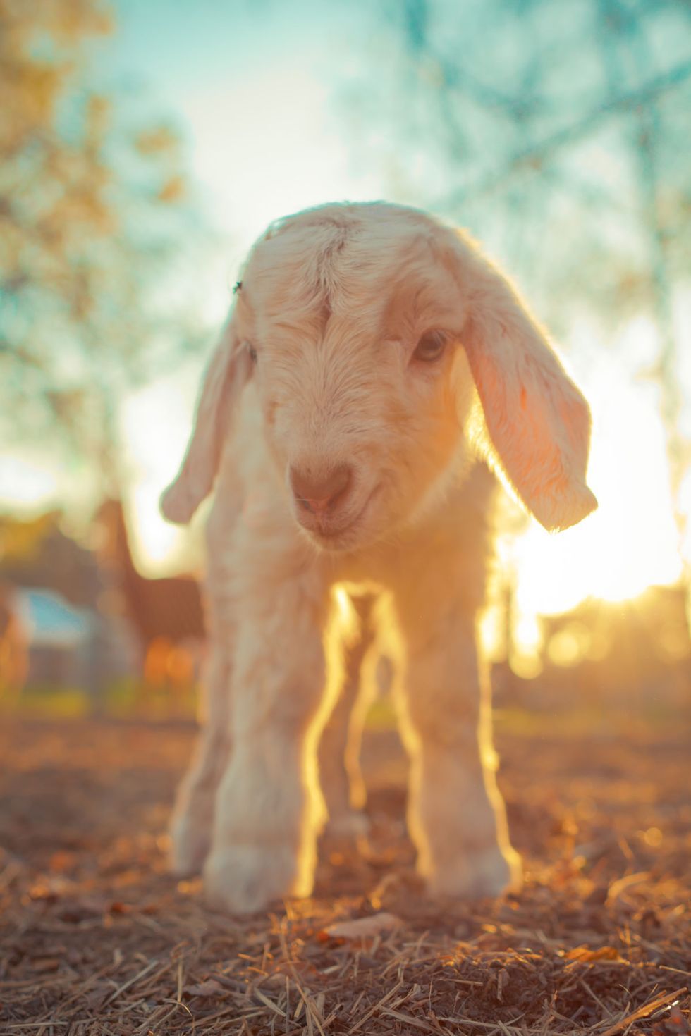 Baby Goat Wallpapers