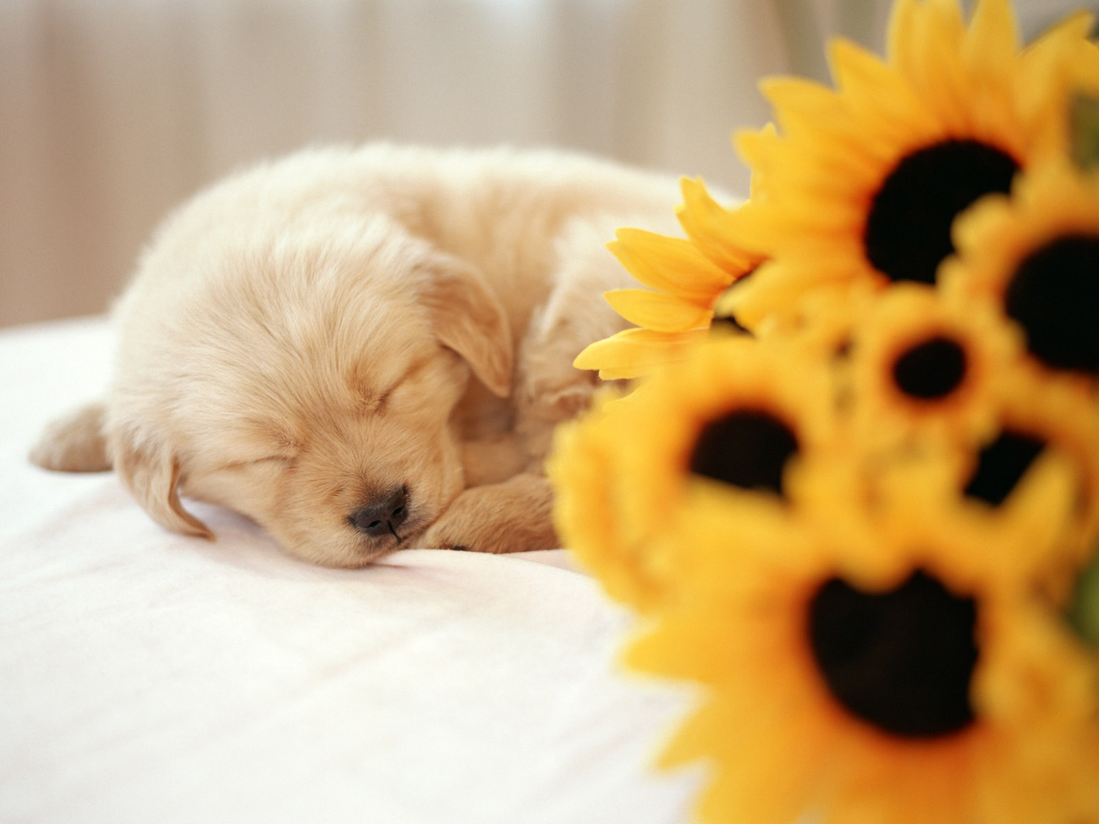 Baby Golden Wallpapers