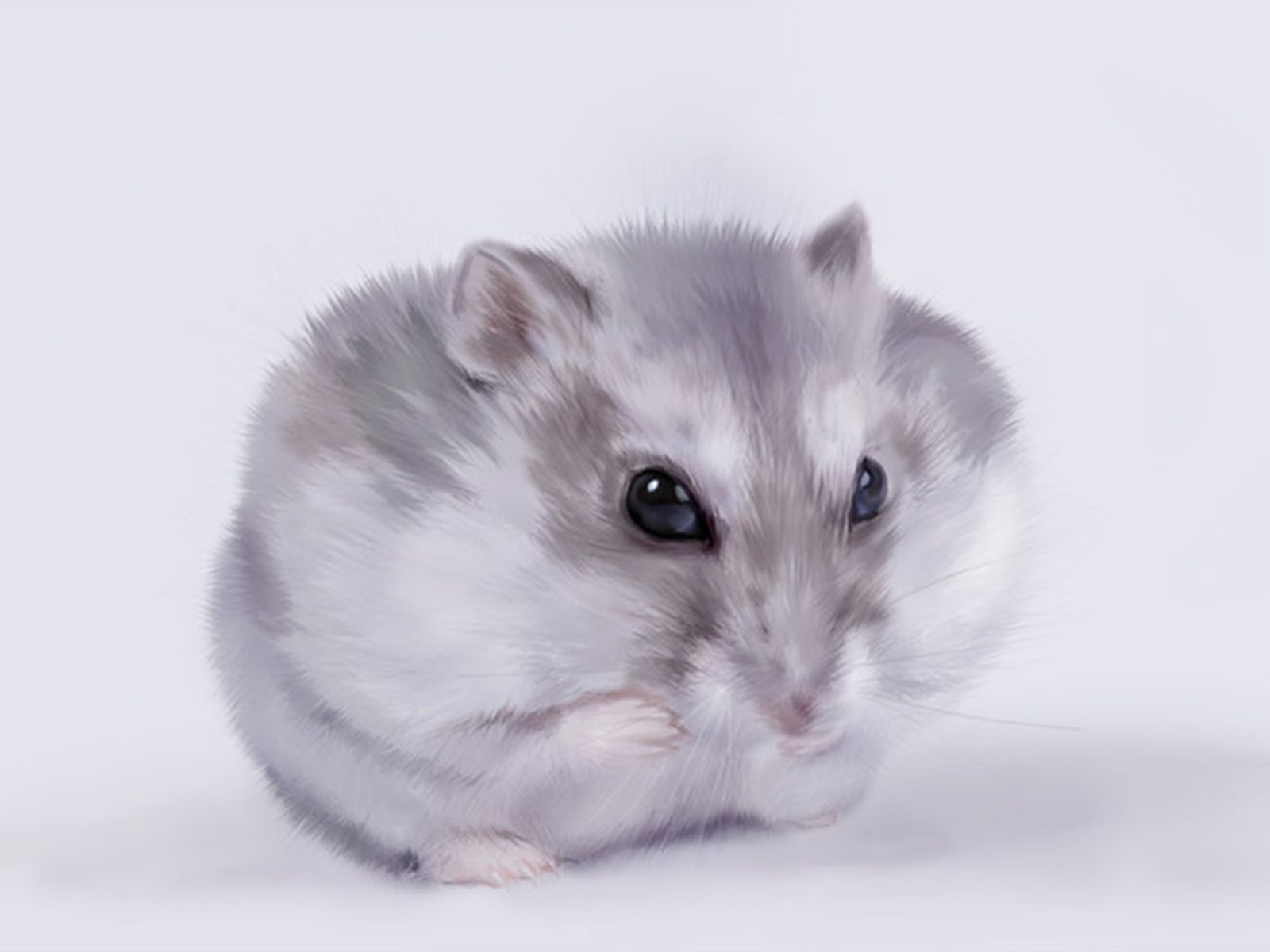 Baby Hamster Picture Wallpapers