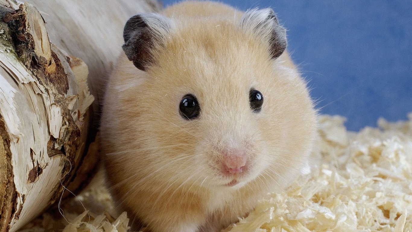 Baby Hamster Picture Wallpapers