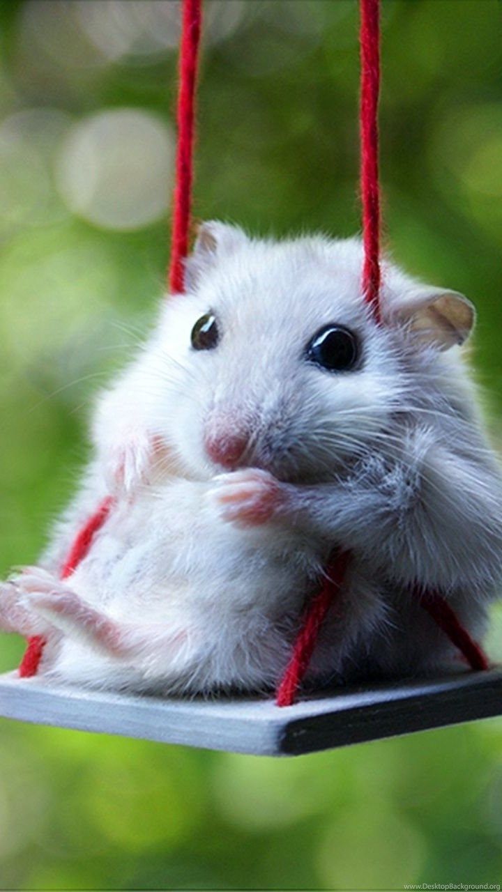 Baby Hamster Picture Wallpapers