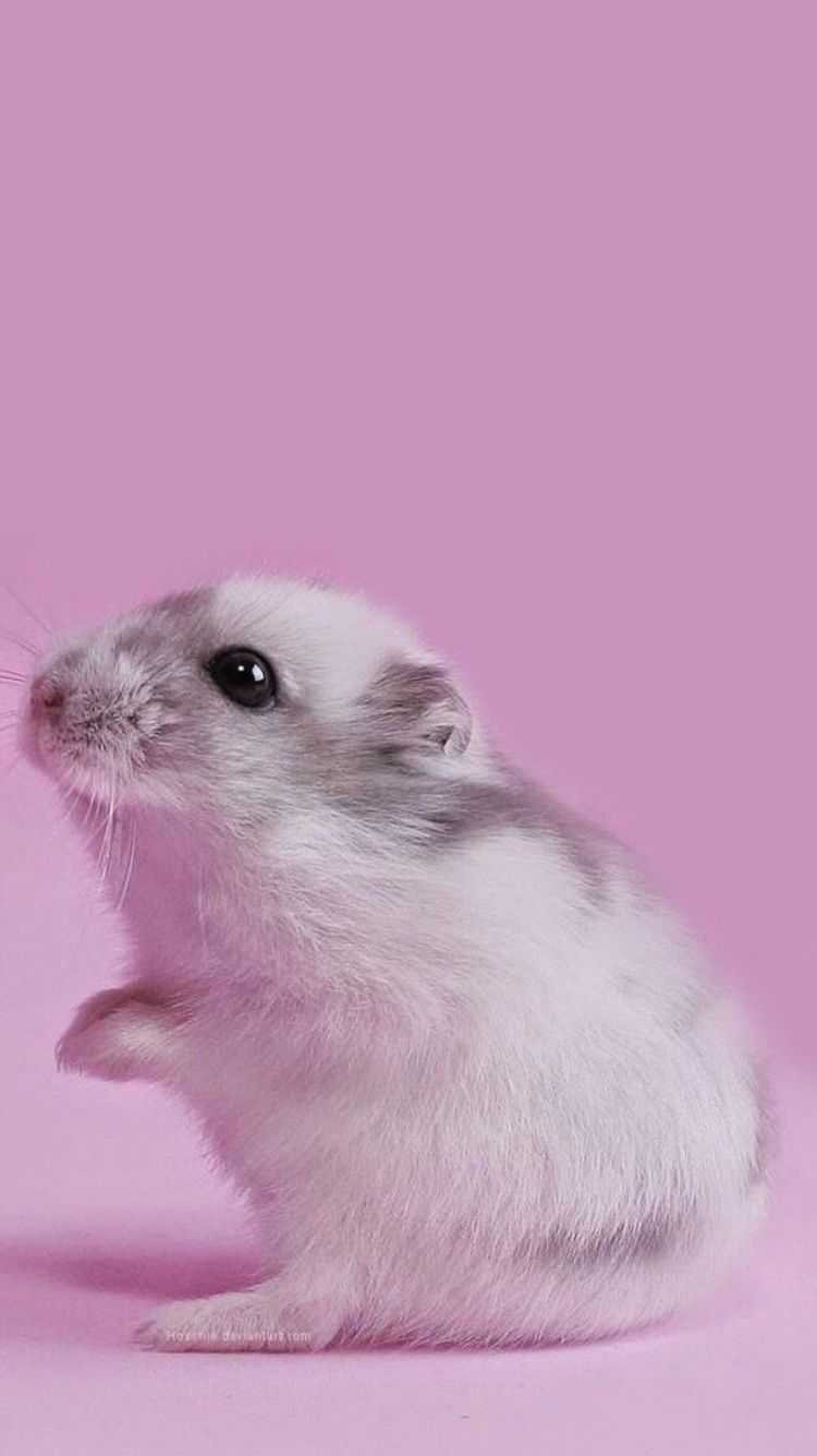 Baby Hamster Picture Wallpapers