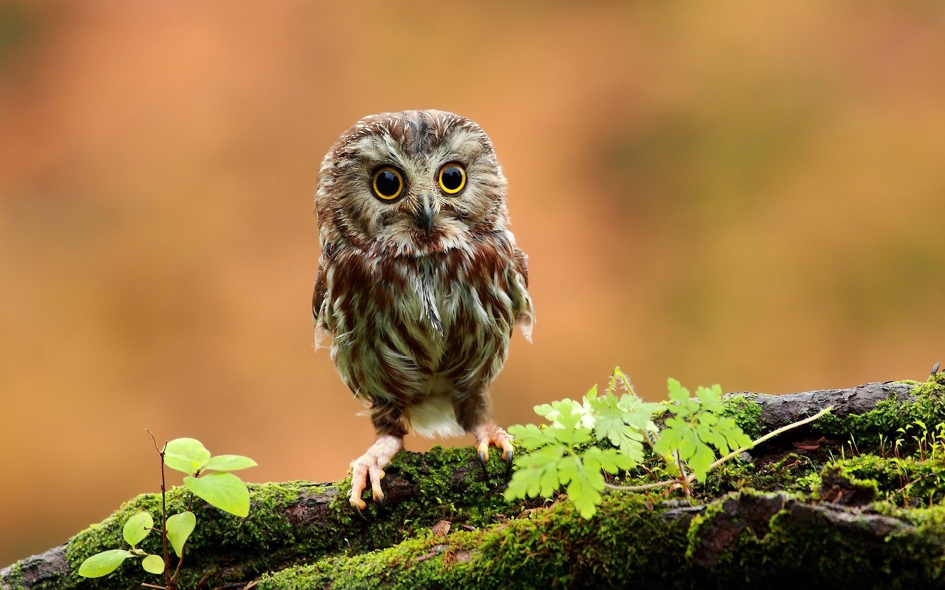 Baby Owls Cartoons Wallpapers