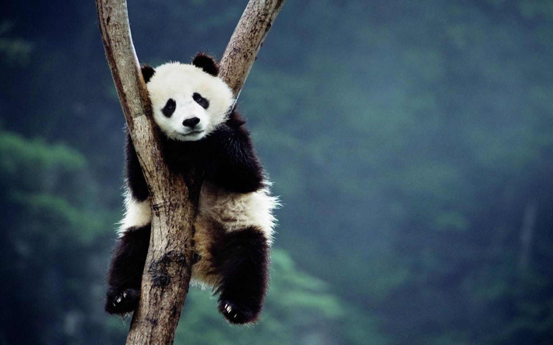 Baby Panda Wallpapers