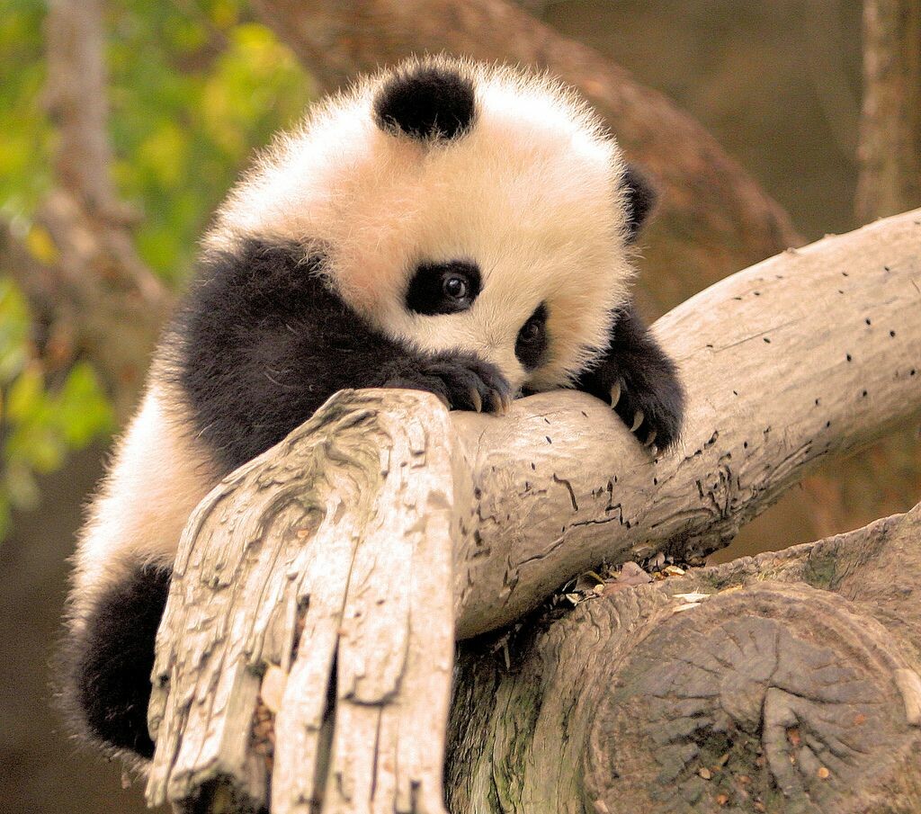 Baby Panda Wallpapers