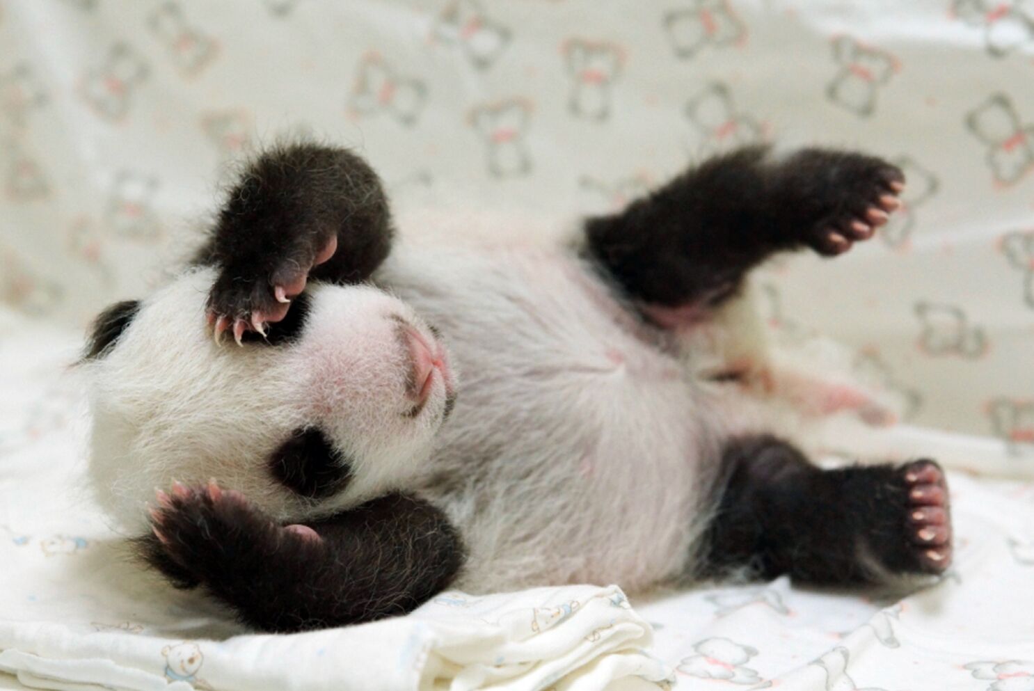 Baby Panda Wallpapers