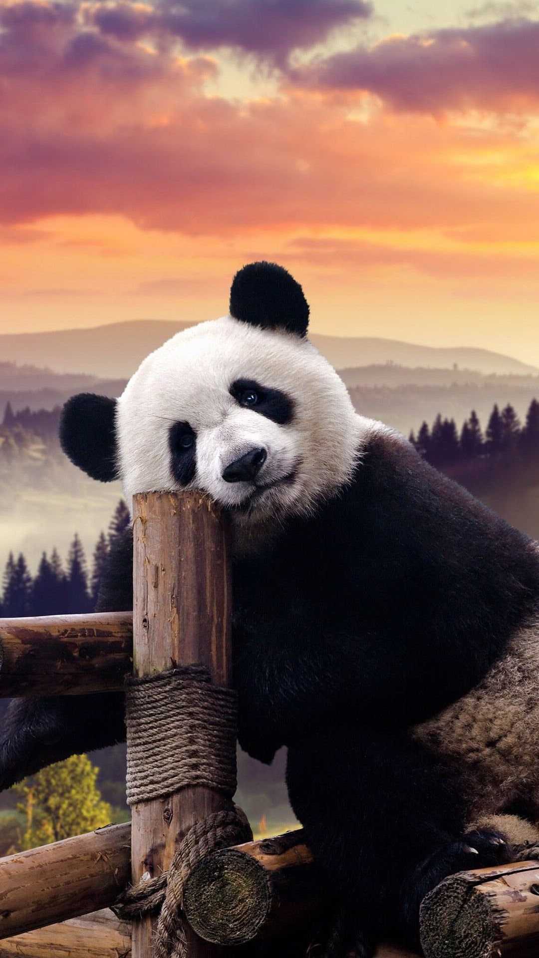 Baby Panda Wallpapers