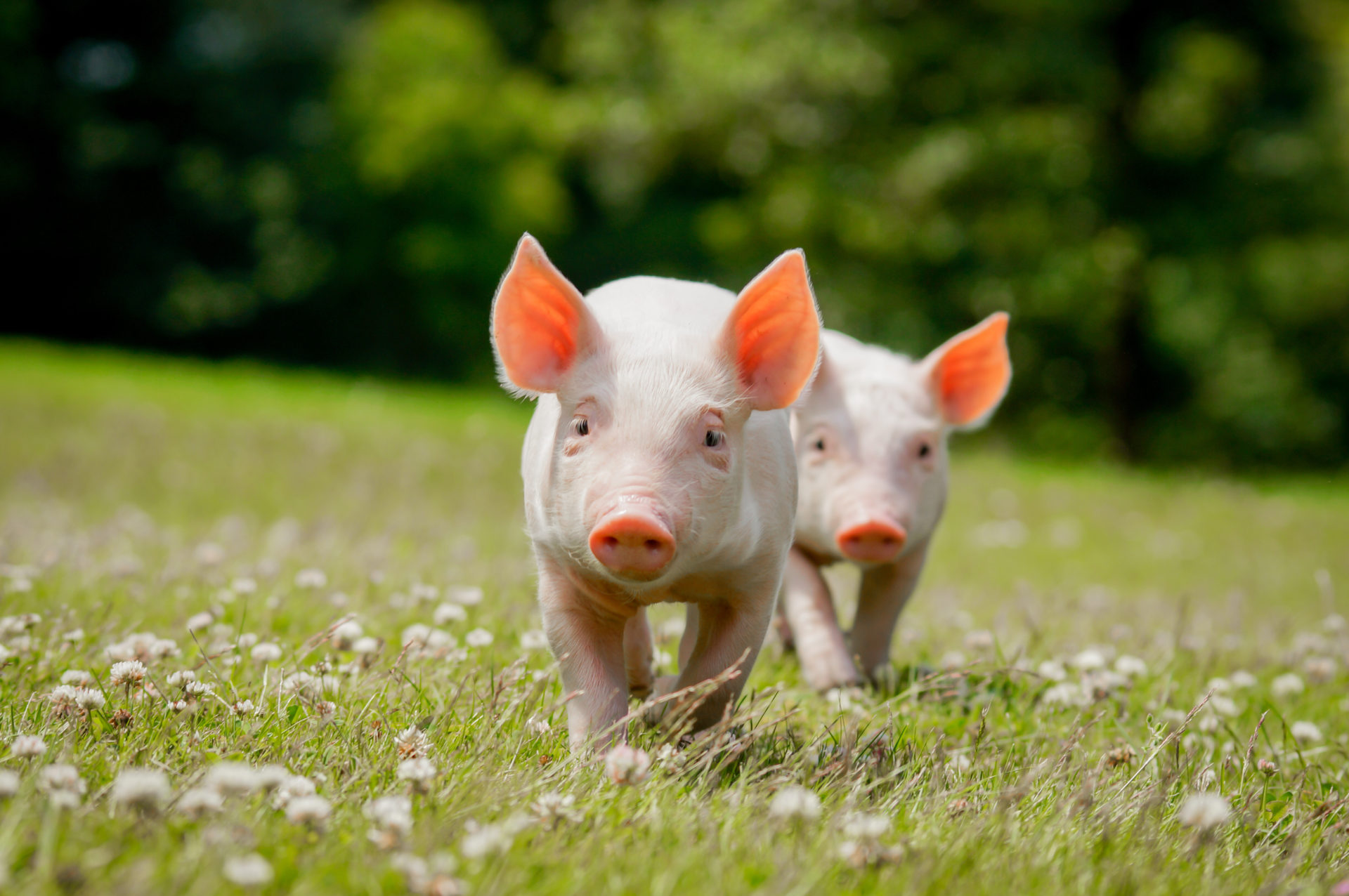 Baby Pigs Wallpapers