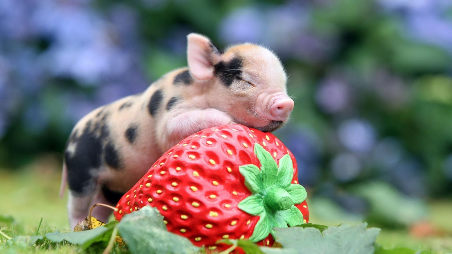 Baby Pigs Wallpapers