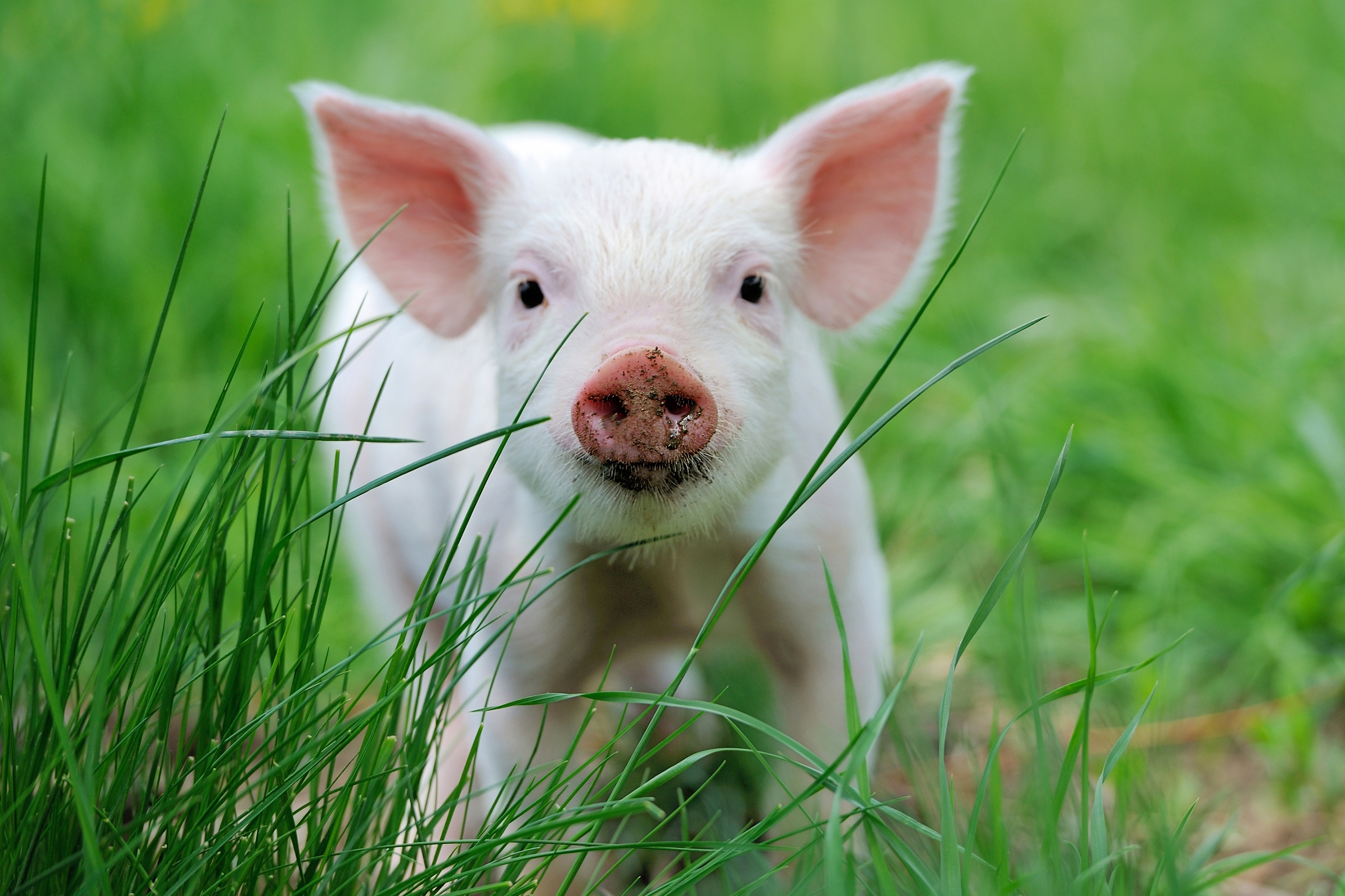 Baby Pigs Wallpapers