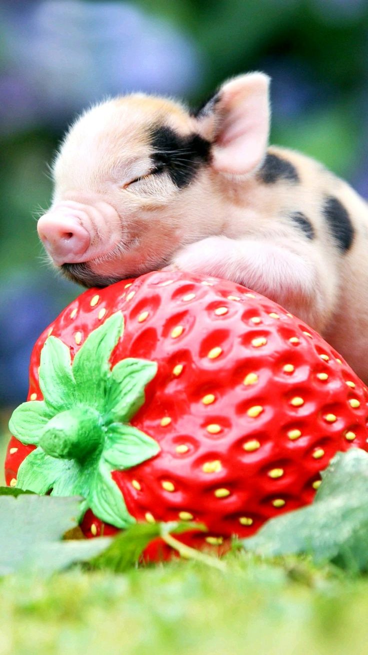 Baby Pigs Wallpapers