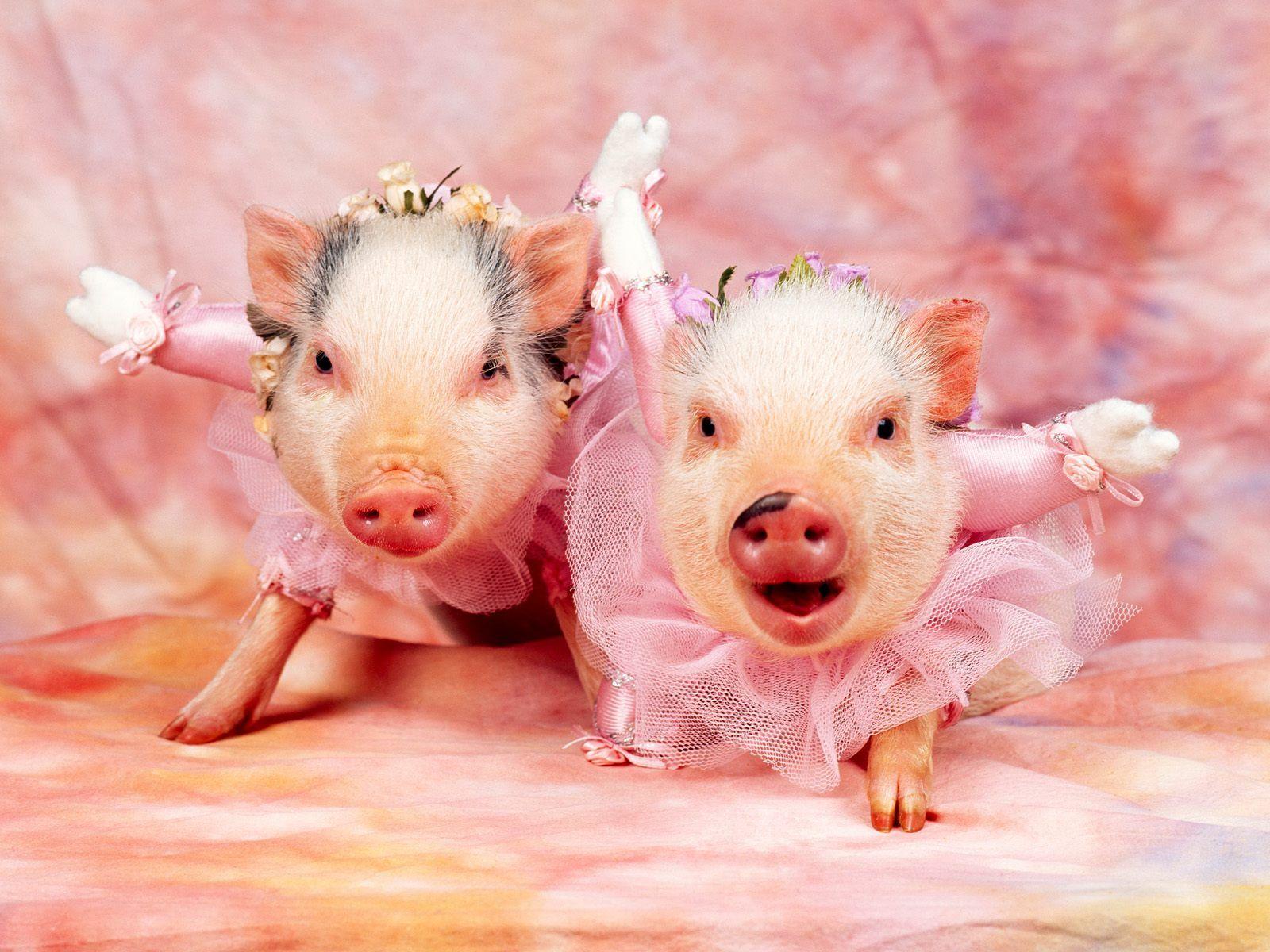 Baby Pigs Wallpapers