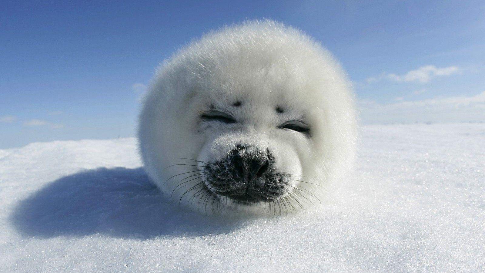 Baby Seal Wallpapers