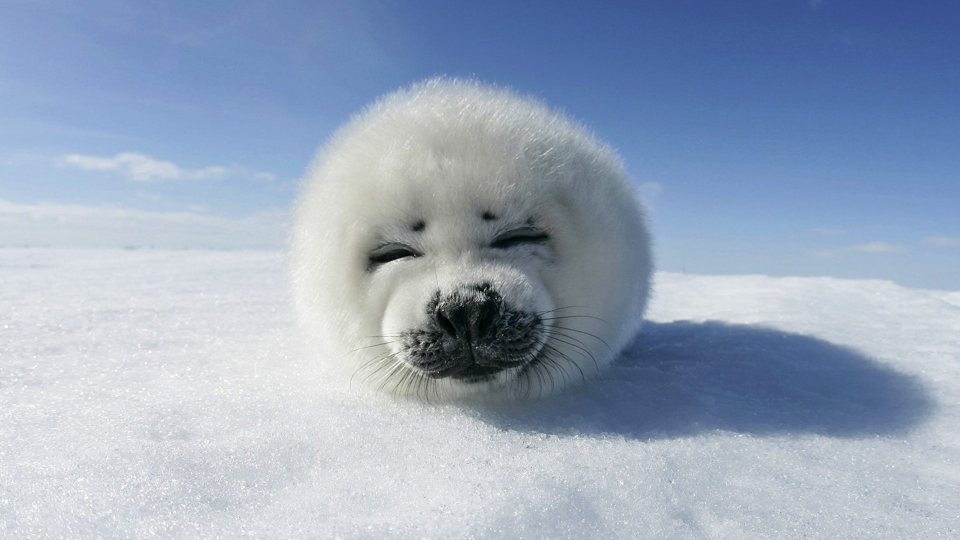 Baby Seal Wallpapers