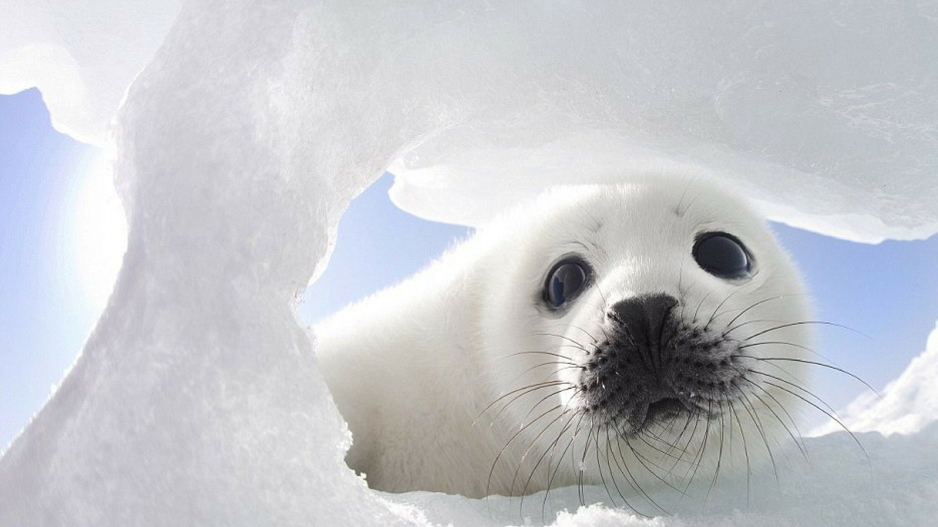 Baby Seal Wallpapers