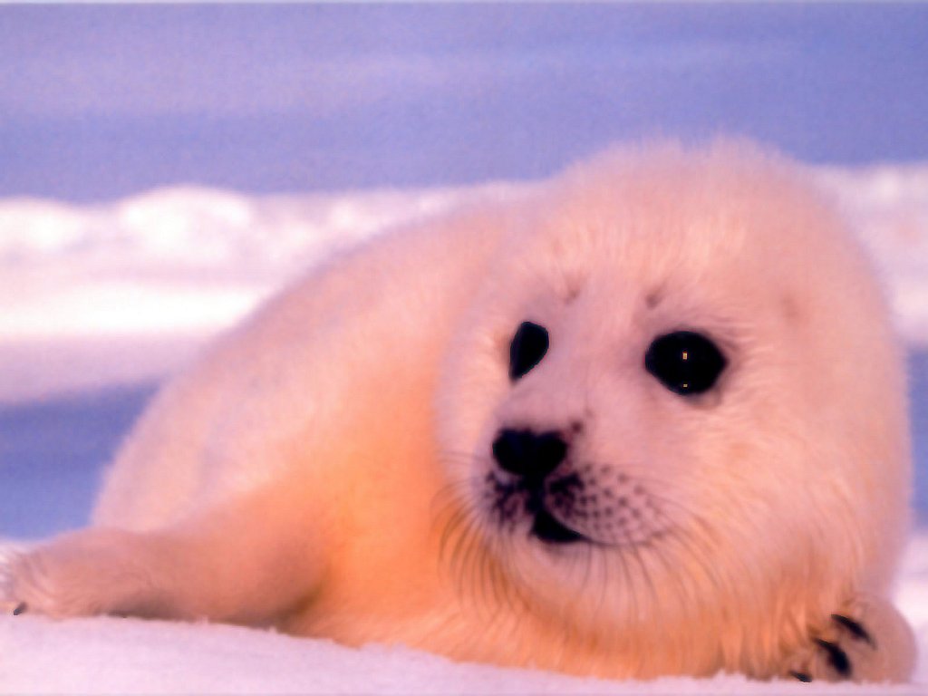 Baby Seal Wallpapers