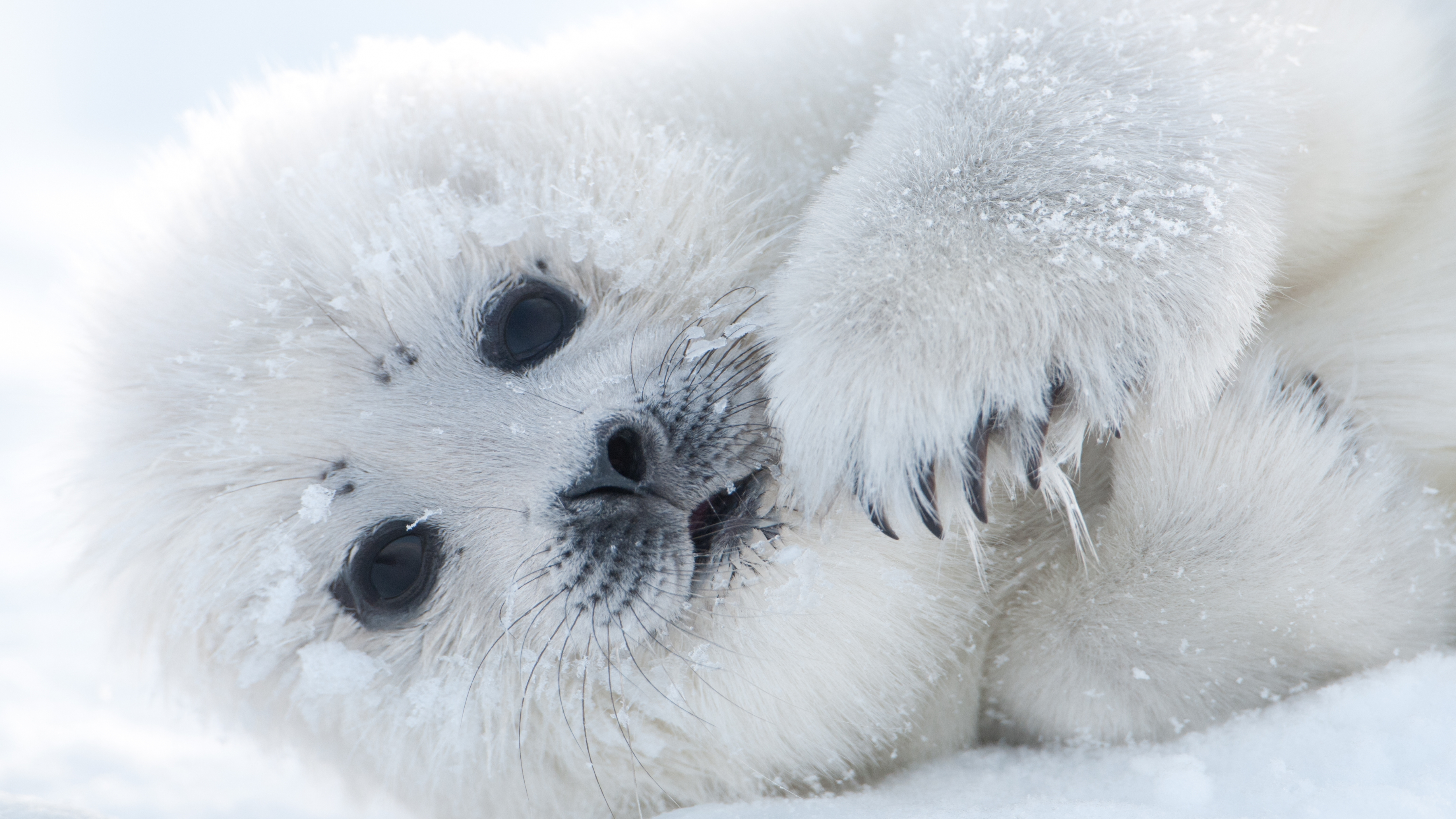 Baby Seal Wallpapers