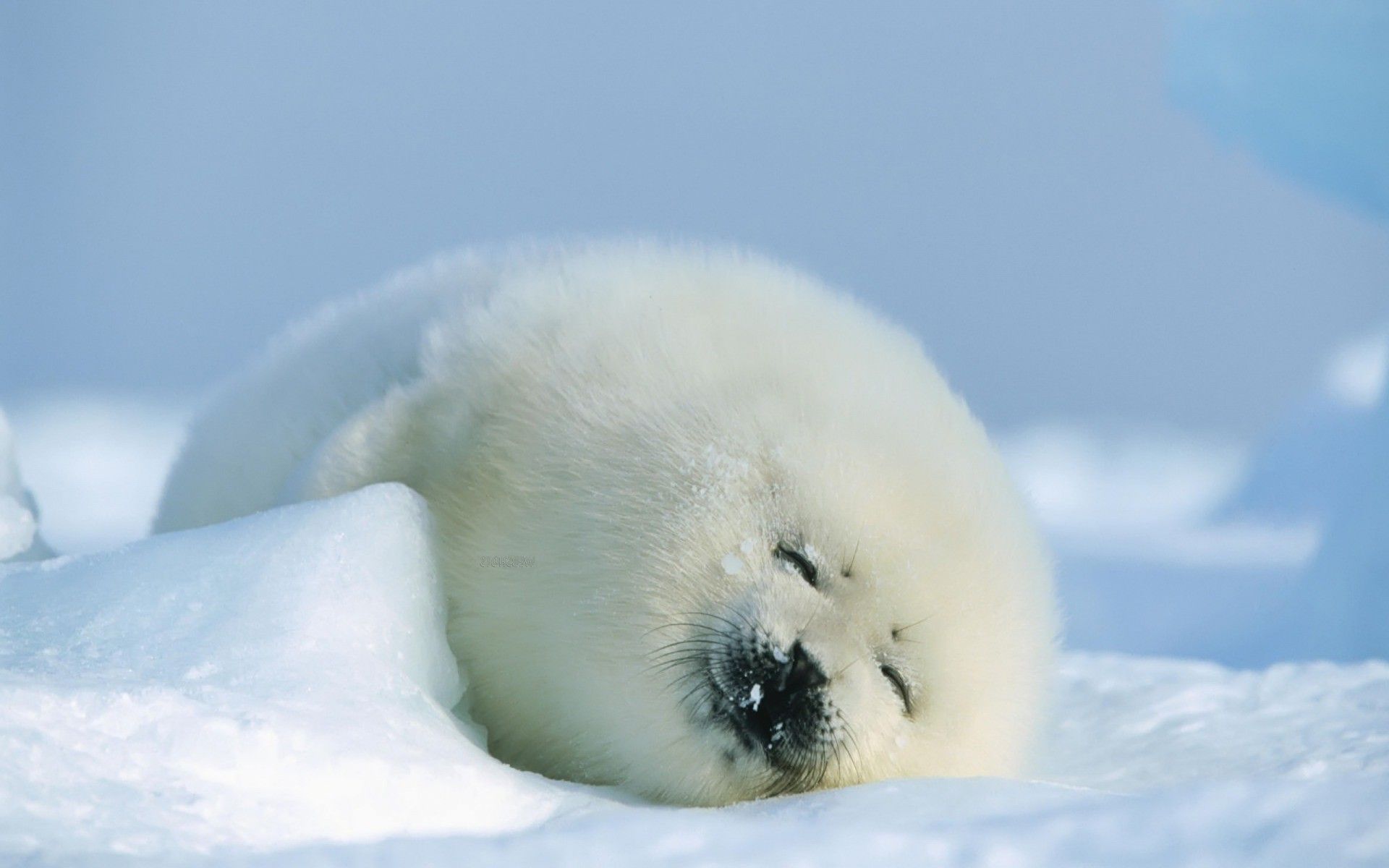 Baby Seal Wallpapers