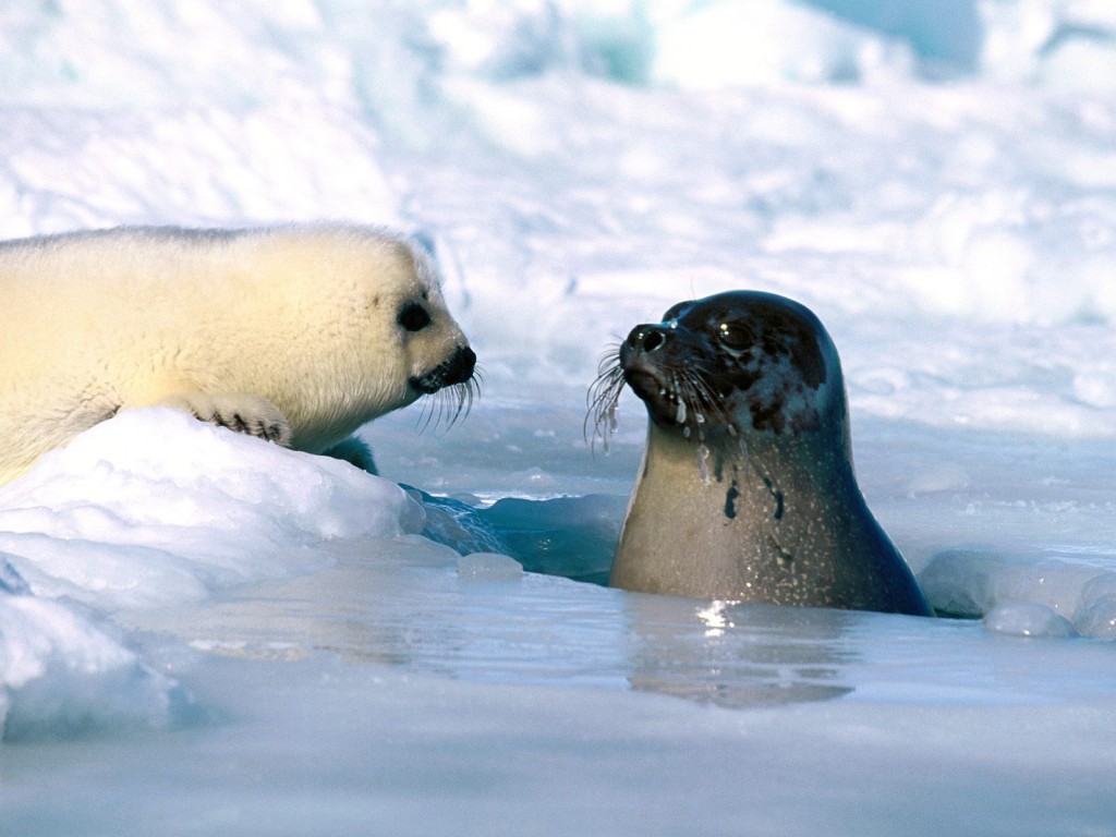 Baby Seal Wallpapers