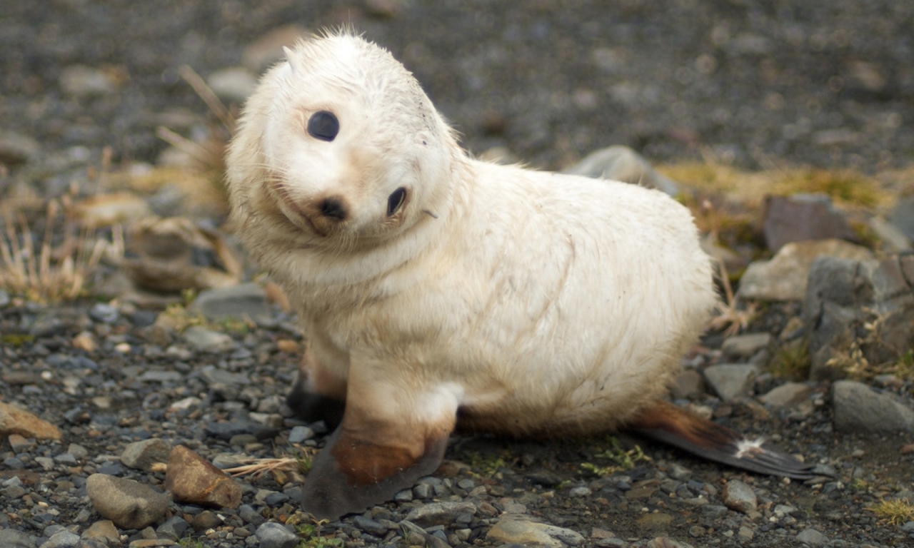 Baby Seal Wallpapers