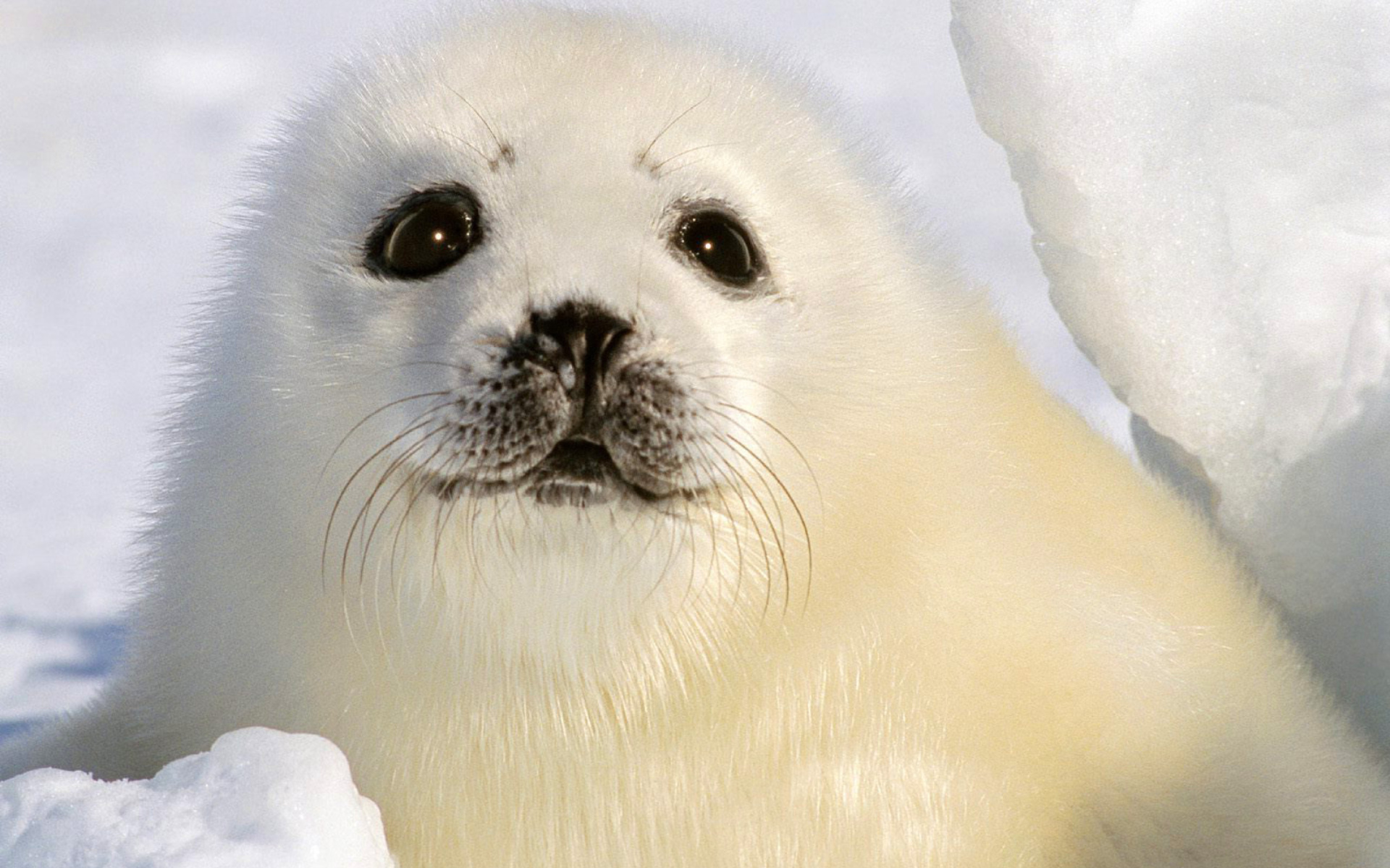 Baby Seal Wallpapers